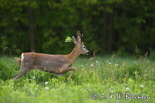 Koziołek, sarna europejska, Capreolus capreolus, samiec