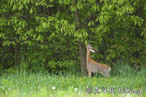 Koziołek, sarna europejska, Capreolus capreolus, samiec