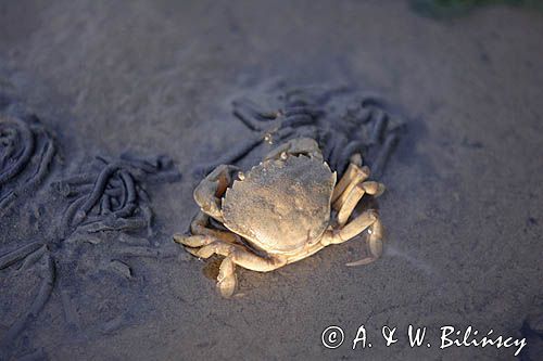 Krab na dnie Morza Wattowego, fotografia przyrodnicza, Bank zdjęć A&W Bilińscy