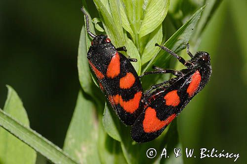 Krasanka natrawka / Cercopis vulnerata /