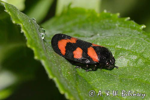 Krasanka natrawka / Cercopis vulnerata /