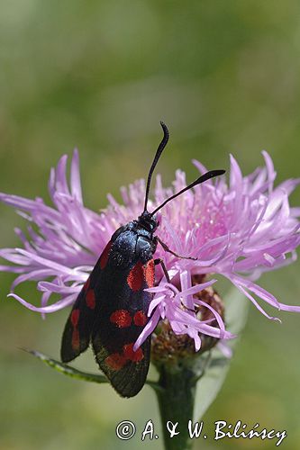 kraśnik sześcioplamek, Zygaena filipendulae