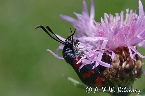 kraśnik sześcioplamek, Zygaena filipendulae