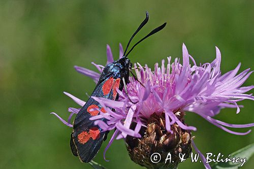 kraśnik sześcioplamek, Zygaena filipendulae