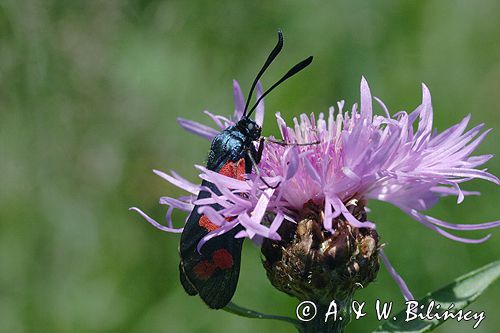 kraśnik sześcioplamek, Zygaena filipendulae