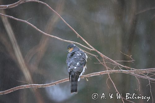 krogulec Accipiter nisus samiec krogulec Accipiter nisus samiec