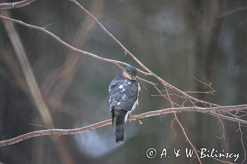 krogulec Accipiter nisus samiec