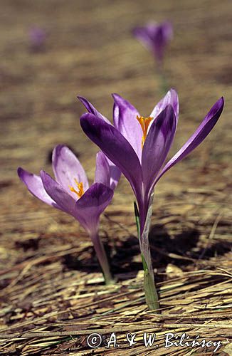 krokusy, Krokus spiski, szafran spiski, Crocus scepusiensis