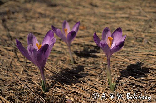 krokusy, Krokus spiski, szafran spiski, Crocus scepusiensis