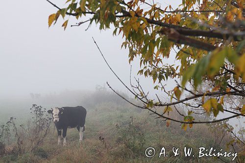 krowa we mgle, Zespół Parków Krajobrazowych Chełmińskiego i Nadwiślańskiego