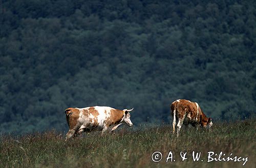 krowy rasy simental Bieszczady