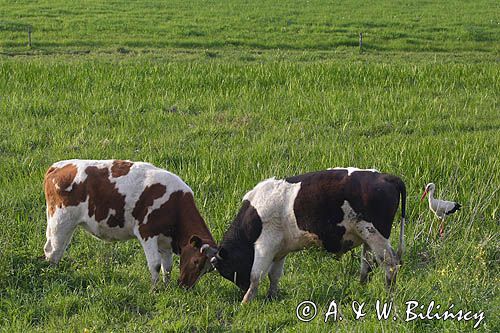 krowy i bocian biały