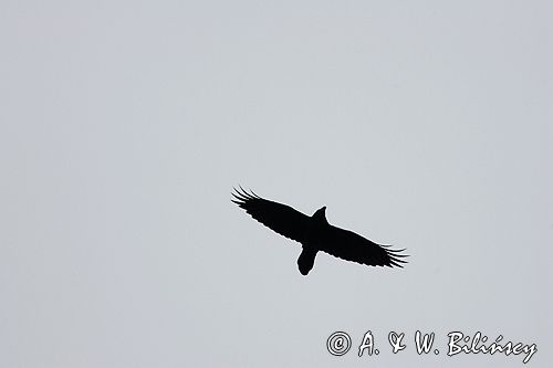 kruk Corvus corax