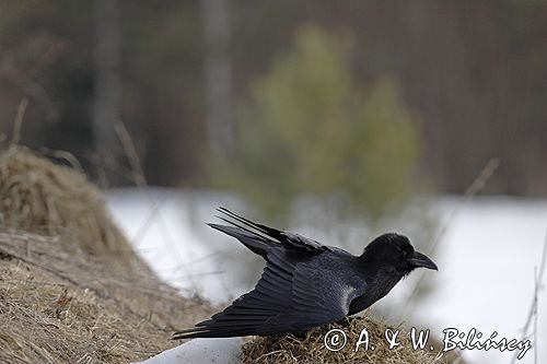 kruk Corvus corax