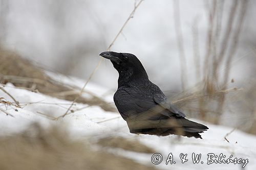 kruk Corvus corax