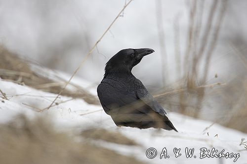 kruk Corvus corax