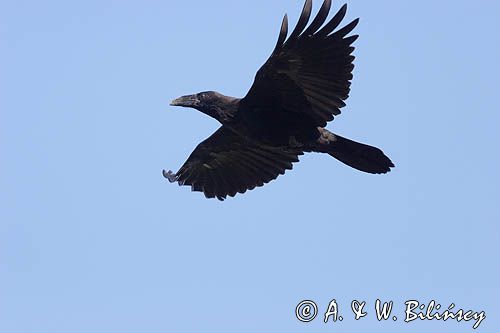 kruk Corvus corax w locie