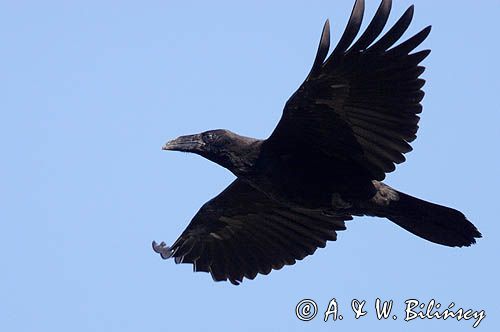 kruk Corvus corax w locie