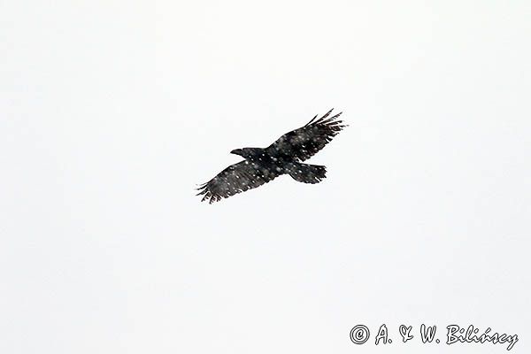 Kruk w śnieżycy, Corvus corax