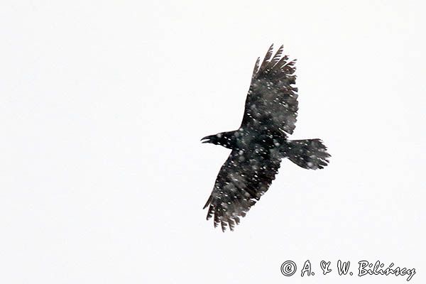 Kruk w śnieżycy, Corvus corax