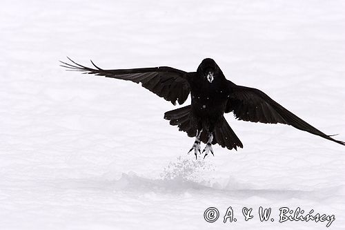 kruki Corvus corax