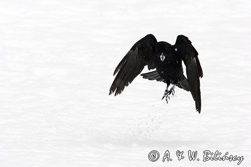 kruki Corvus corax