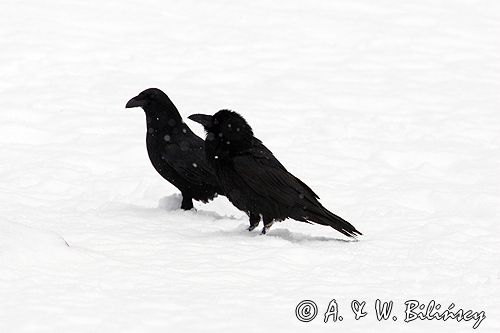 kruki Corvus corax