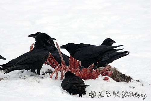 kruki Corvus corax