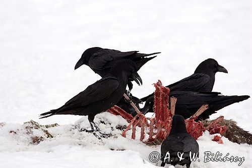 kruki Corvus corax