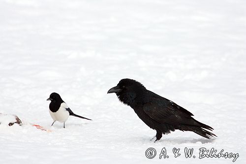 kruki Corvus corax