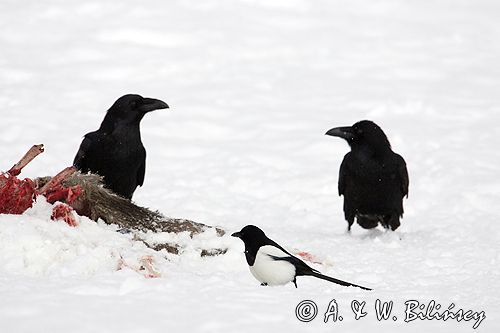 kruki Corvus corax