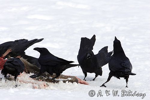 kruki Corvus corax