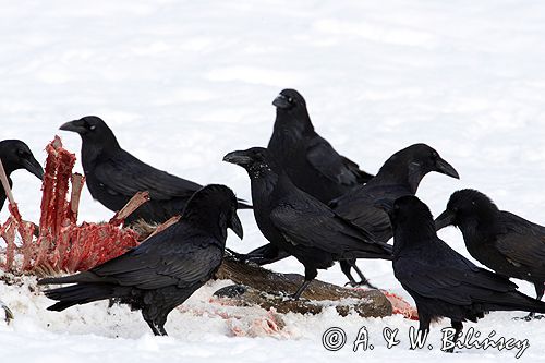 kruki Corvus corax