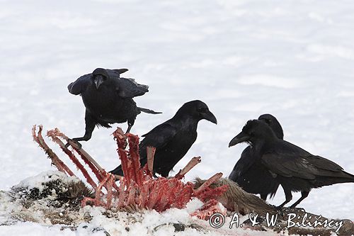 kruki Corvus corax