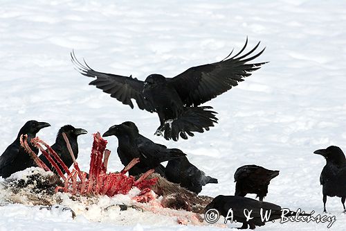 kruki Corvus corax