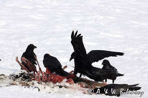 kruki Corvus corax