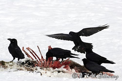 kruki Corvus corax