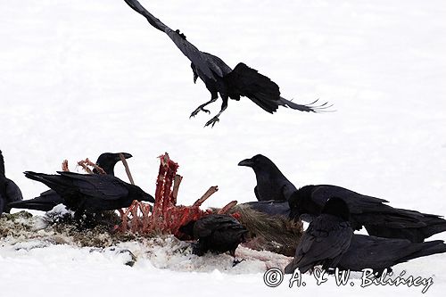 kruki Corvus corax