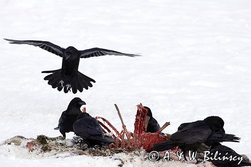 kruki Corvus corax