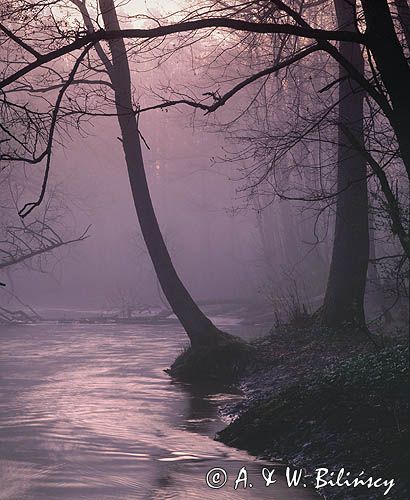 rzeka Krutynia, świt, Mazurski Park Krajobrazowy