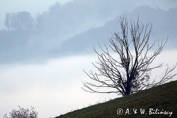 Park Krajobrazowy Doliny Sanu, Bieszczady