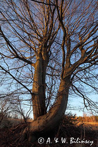 Splecione buki, Bieszczady, Fagus sylvatica