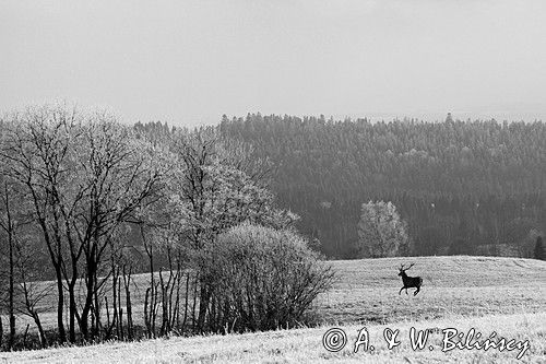 szadzie, Krywka, Bieszczady, eleń szlachetny, europejski, Cervus elaphus elaphus, jeleń karpacki, bieszczadzki w mroźny dzień, dwunastak