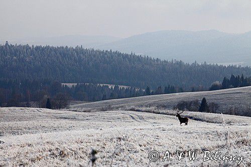 szadzie, Krywka, Bieszczady, eleń szlachetny, europejski, Cervus elaphus elaphus, jeleń karpacki, bieszczadzki w mroźny dzień, dwunastak