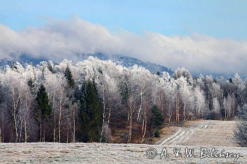 szadzie, Krywka, Bieszczady