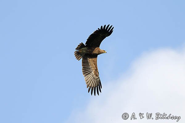 Orlik krzykliwy, Aquila pomarina