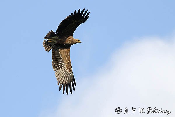 Orlik krzykliwy, Aquila pomarina