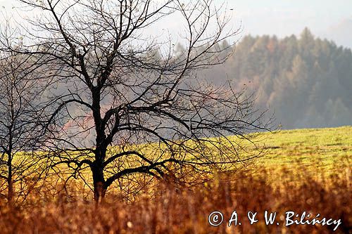 widok ze wzgórza Krzywe Dział, gmina Dydnia, Pogórze Dynowskie