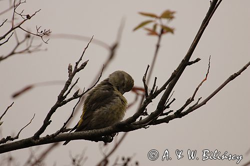 krzyżodziób świerkowy Loxia curvirostra L. samica