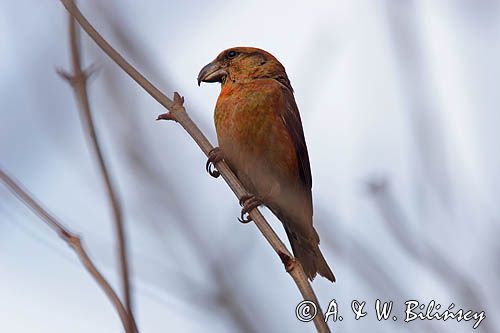 Krzyżodziób sosnowy Loxia pytyopsittacus)